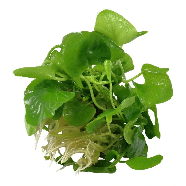 Tropica Nymphoides hydrophylla Taiwan 1-2-GROW